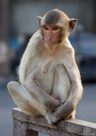 Affe in Lop Buri, Thailand
