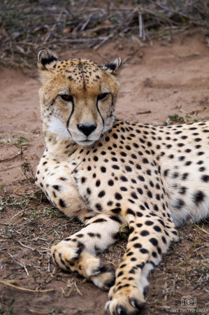 Gepard bei der Emdoneni-Lodge, Südafrika