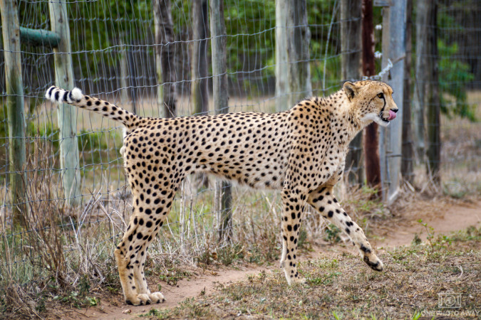 Gepard bei der Emdoneni-Lodge, Südafrika