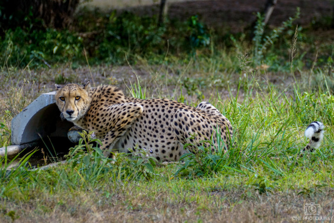 Gepard bei der Emdoneni-Lodge, Südafrika