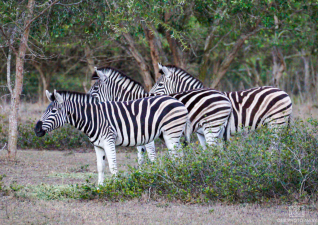 Zebras bei der Emdoneni-Lodge, Südafrika