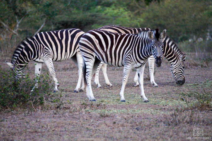 Zebras bei der Emdoneni-Lodge, Südafrika
