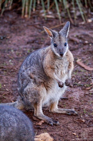 Wallaby auf Kangoroo Island, Australien