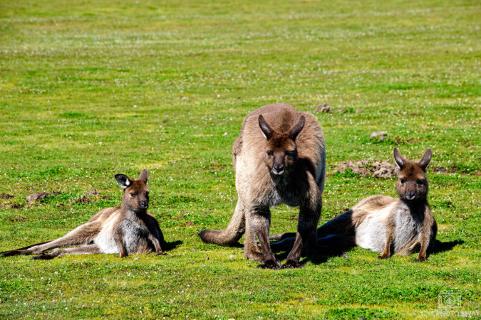Kängurus auf Kangaroo Island, Australien