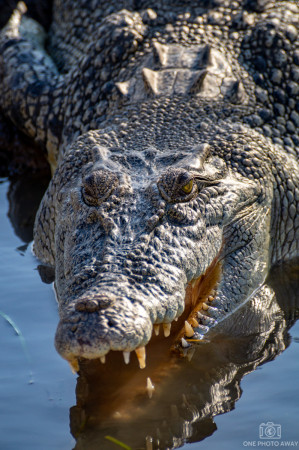 Krokodil in Australien