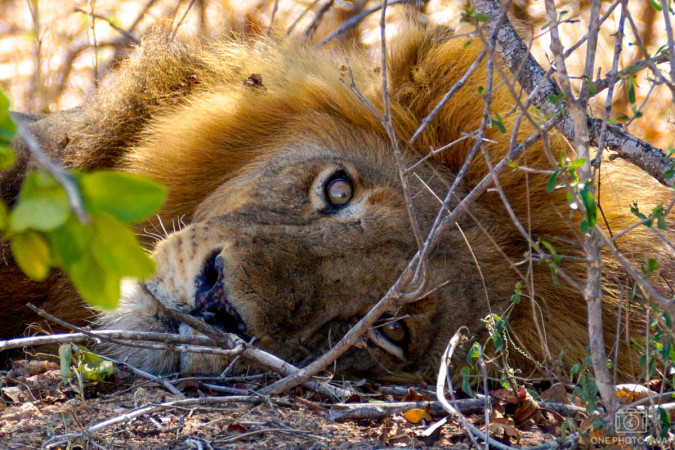 Löwe im Krüger-Nationalpark, Südafrika