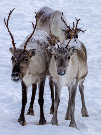 Rentiere in Finnland