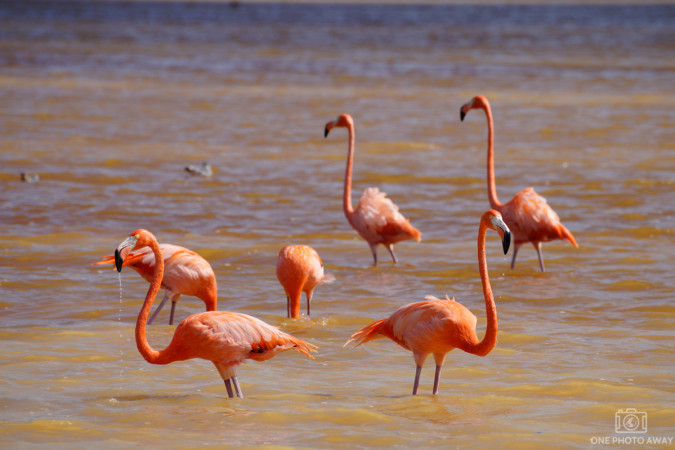 Flamingos in Celestún, Mexiko