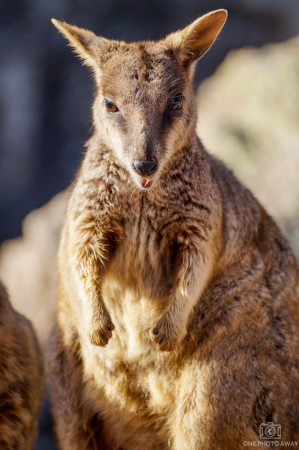 Rock Wallaby auf Magnetic Island in Australien