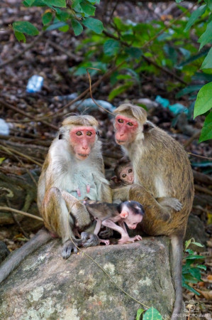 Toque-Makaken beim Dambulla-Höhlentempel in Sri Lanka
