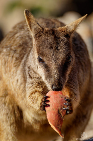 Rock Wallaby auf Magnetic Island in Australien