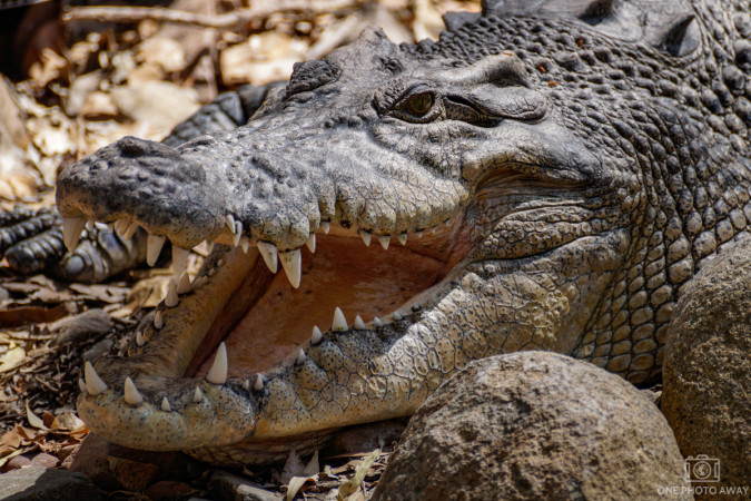 Krokodil im Billabong-Sanctuary in Australien