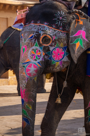 Elefant im Fort Ambar, Jaipur, Indien