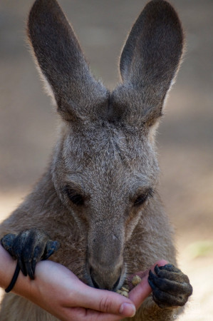 Känguru im Billabong Sanctuary, Australien