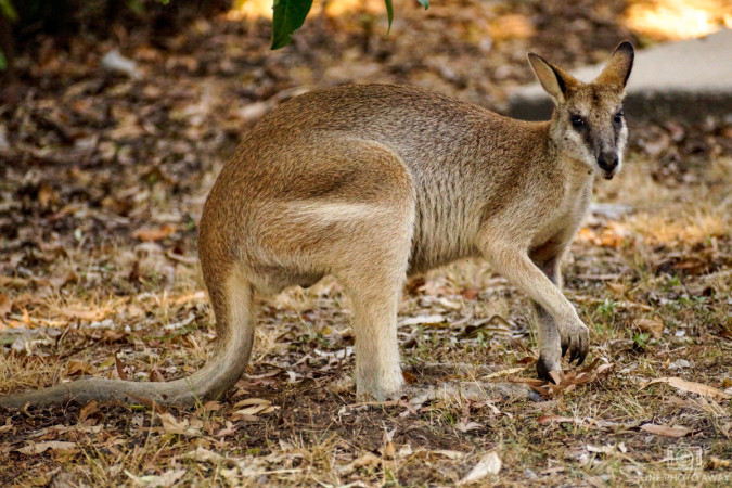 Wallaby in Australien