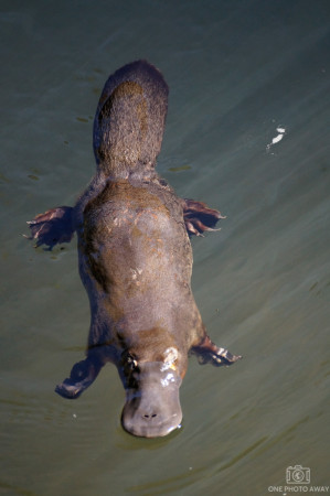 Schnabeltier in Broken River im Eungella-Nationalpark in Australien