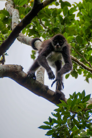 Klammeraffe in Calakmul in Mexiko