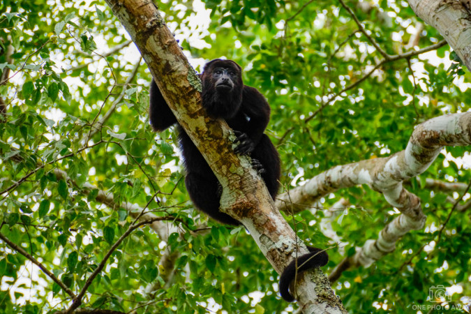 Brüllaffe in Calakmul in Mexiko