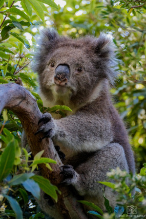 Koala an der Great Ocean Road in Australien