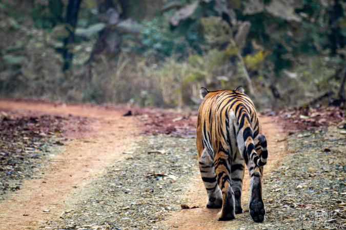 Tiger im Panna Tiger Resort, Indien