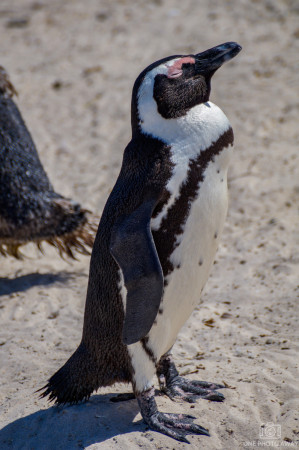 Pinguin am Kap der Guten Hoffnung