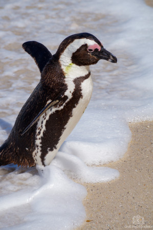 Pinguin am Kap der Guten Hoffnung