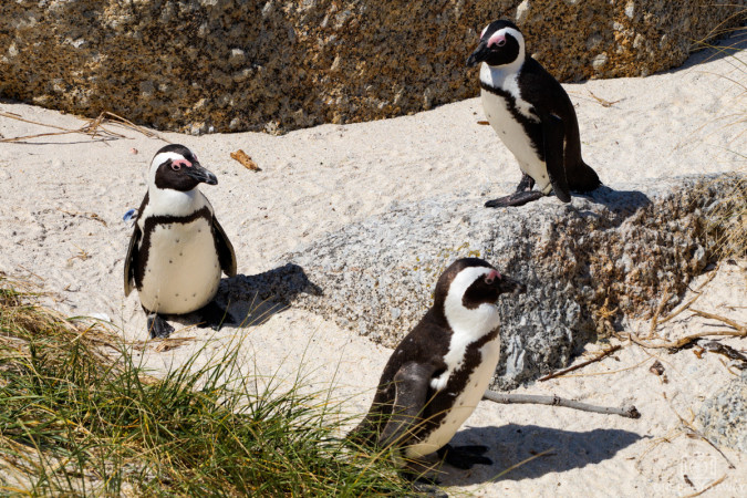 Pinguine am Kap der Guten Hoffnung