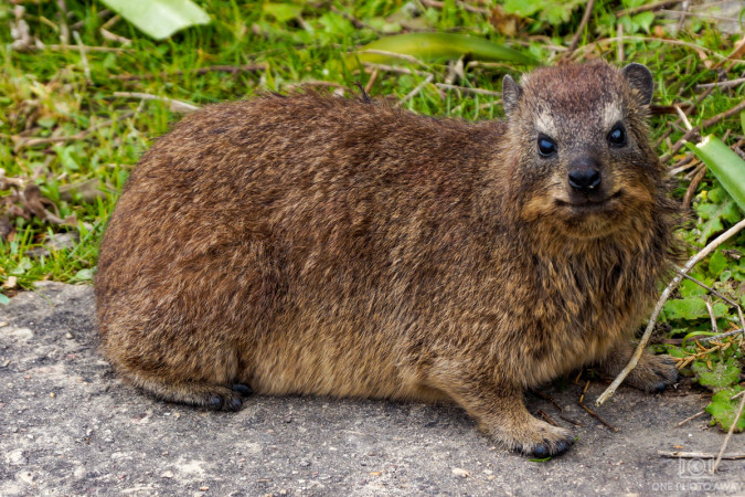 Klippschliefer im Tsitsikamma-Nationalpark, Südafrika