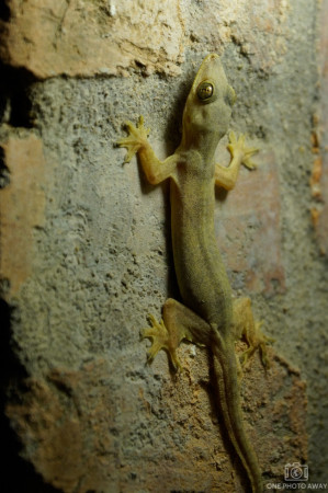 Gecko in Ayuttayah, Thailand