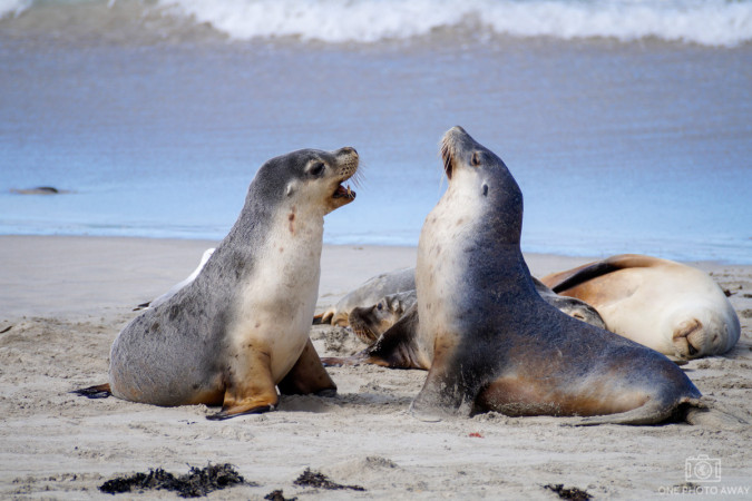 Seebären auf Kangoroo Island, Australien