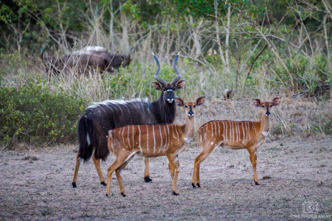 Kudu-Antilopen bei der Emdoneni-Lodge, Südafrika