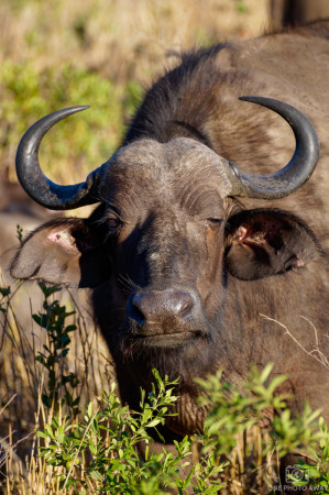 Büffel im Hluhluwe-Nationalpark, Südafrika