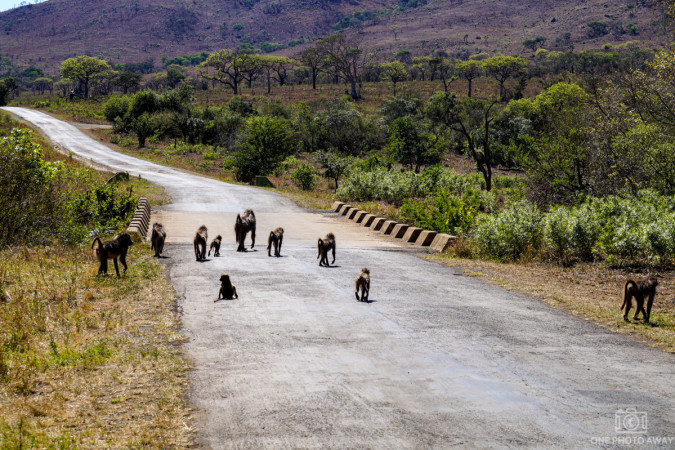 Affen im Hluhluwe-Nationalpark, Südafrika