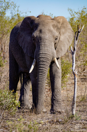 Elefant im Krüger-Nationalpark, Südafrika