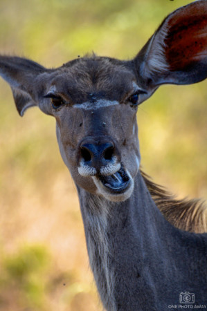 Antilope im Krüger-Nationalpark, Südafrika