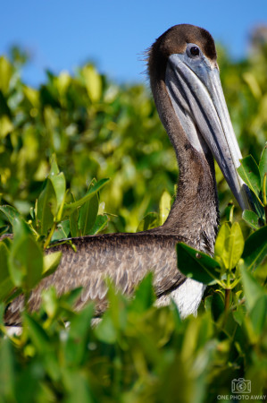Pelikan in Celestún, Mexiko