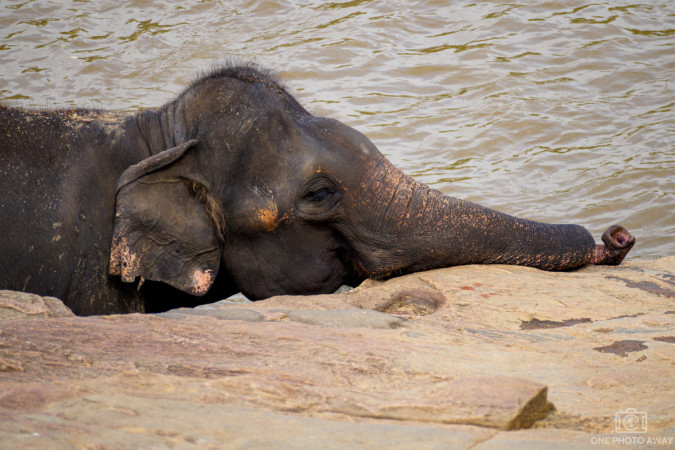 Elefant in Pinnawalla, Sri Lanka