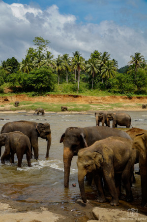 Elefanten in Pinnawalla, Sri Lanka