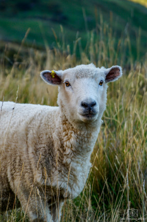 Schaf bei der Roy's Peak-Wanderung in Neuseeland