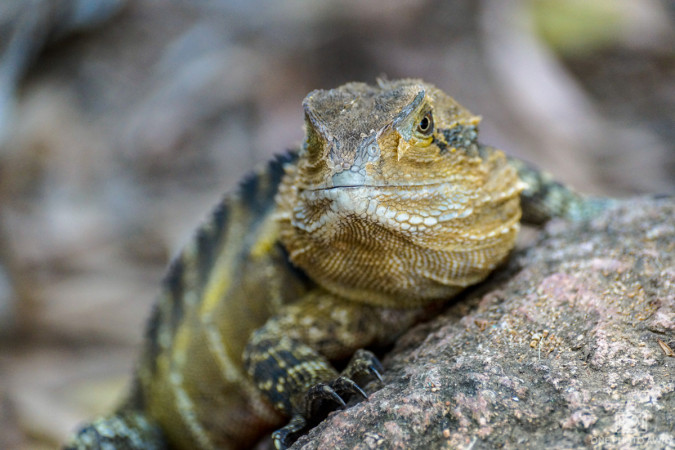 Echse im Billabong-Sanctuary in Australien