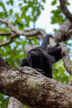 Brüllaffe in Calakmul in Mexiko