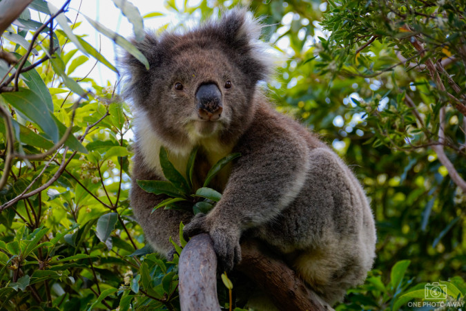 Koala an der Great Ocean Road in Australien