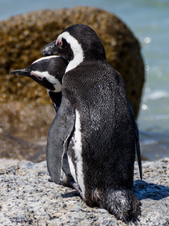 Pinguin am Kap der Guten Hoffnung