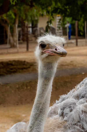 Strauß in Südafrika